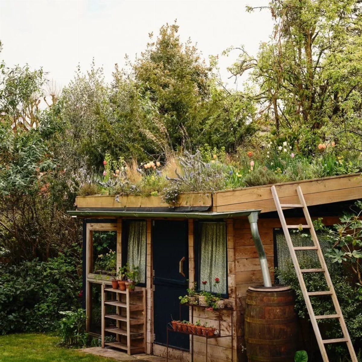 A wooden garden shed with a lush green living roof covered in various plants and flowers.