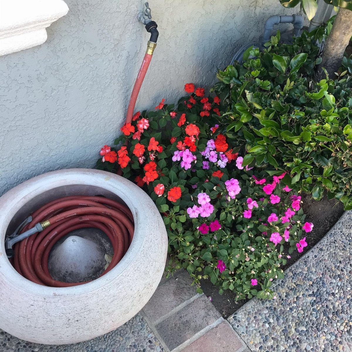 A red garden hose coiled inside a large stone planter next to colorful flowers.
