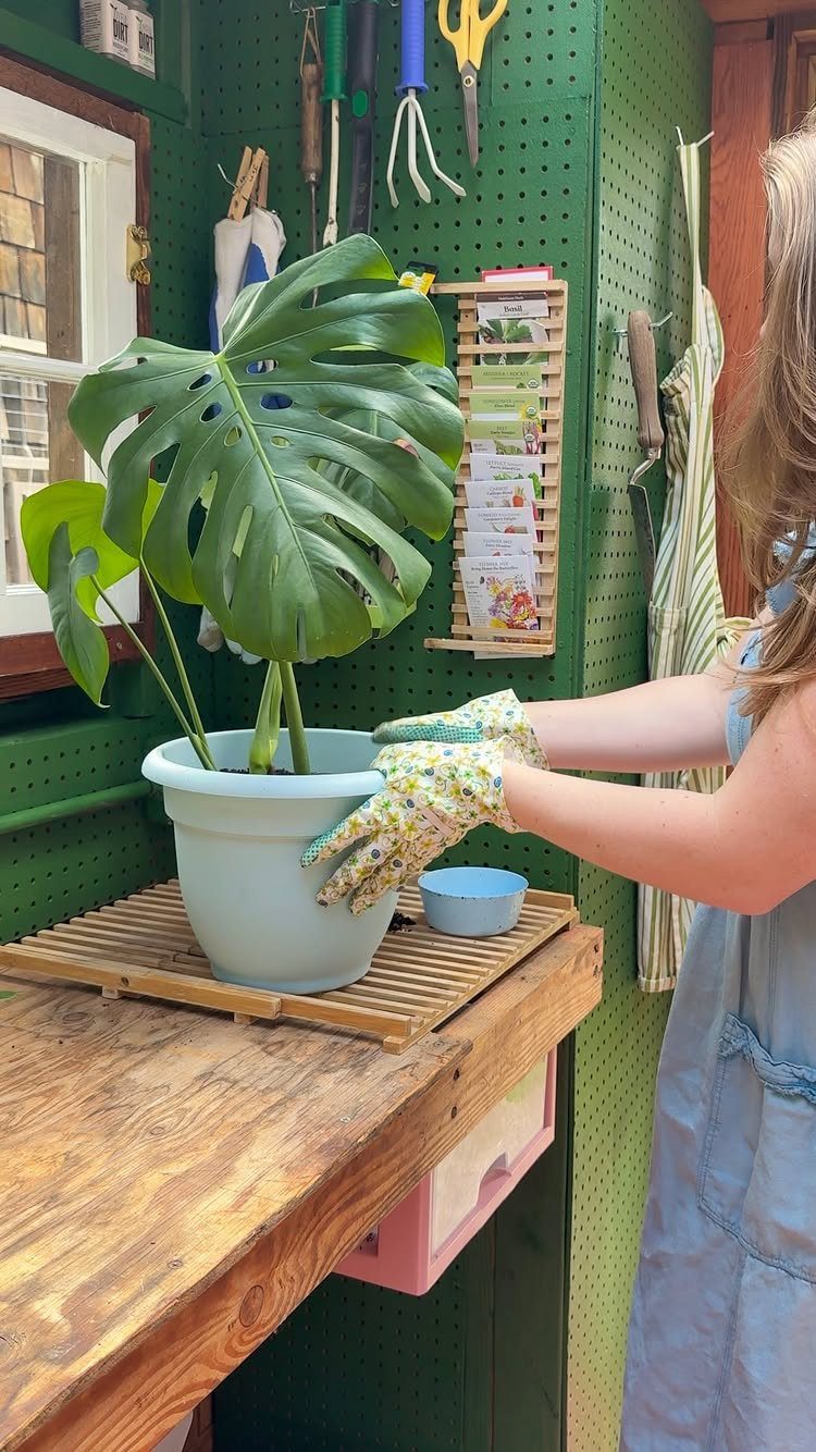 A person in floral gloves tending to a large Monstera plant on a wooden potting bench.